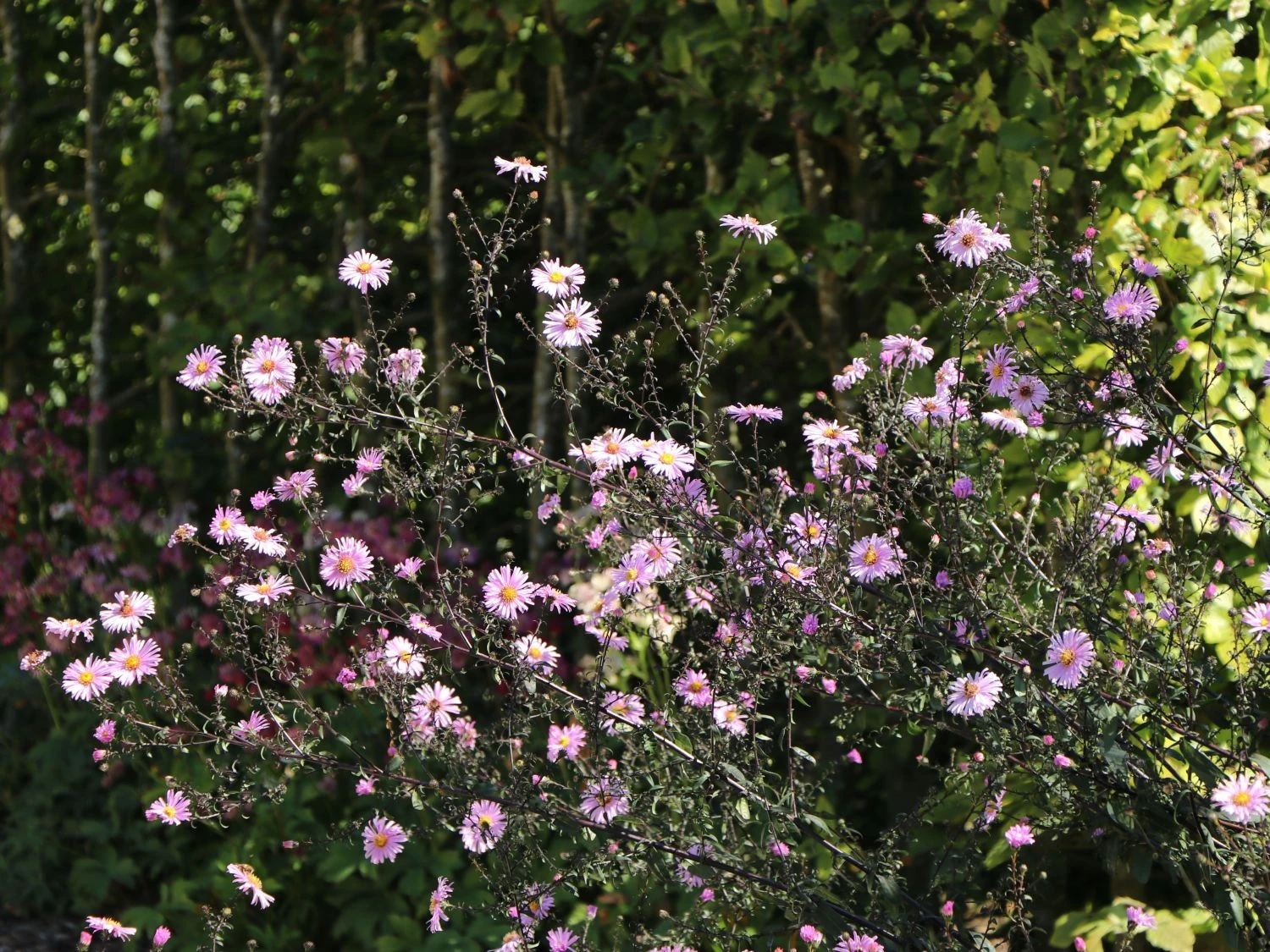 Glatte Aster 'Glow In The Dark' 6 Glatte Aster 'Glow In The Dark' – Bild 4