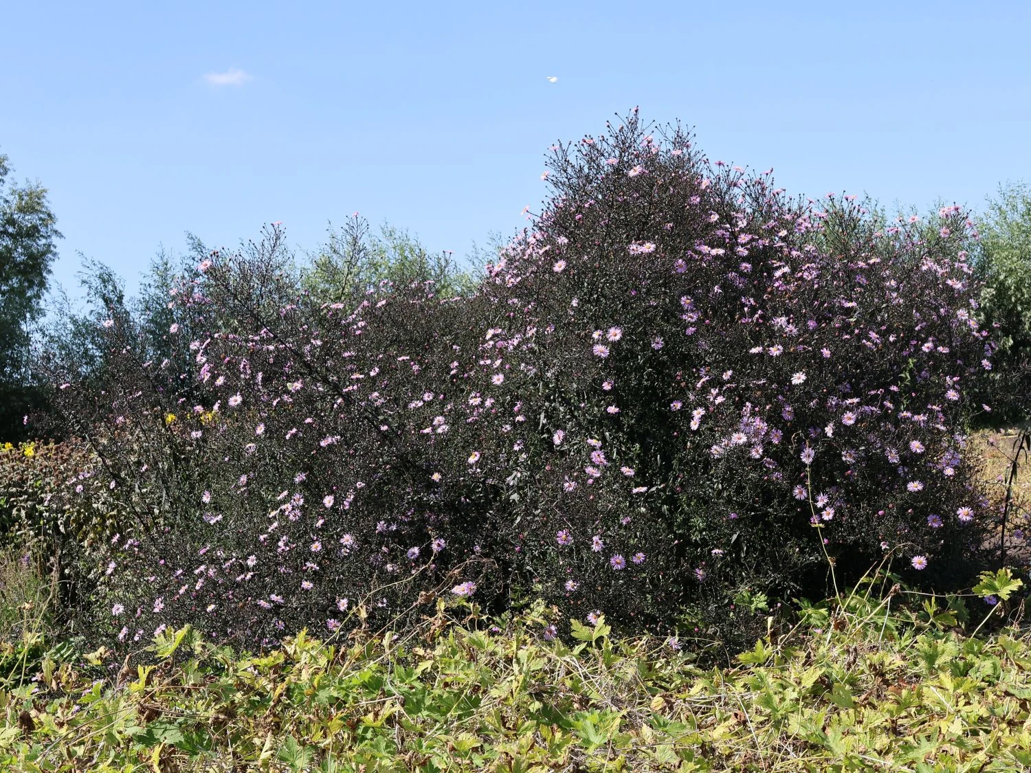 Glatte Aster 'Glow In The Dark' 4 Glatte Aster 'Glow In The Dark' – Bild 2