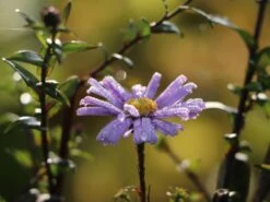 Glatte Aster 'Glow In The Dark' 22 Glatte Aster 'Glow In The Dark' -Günstiges Garten Zart Geschäft glatte aster glow in the dark m099331 w 2