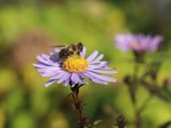 Glatte Aster 'Glow In The Dark' 25 Glatte Aster 'Glow In The Dark' -Günstiges Garten Zart Geschäft glatte aster glow in the dark m099331 w 3
