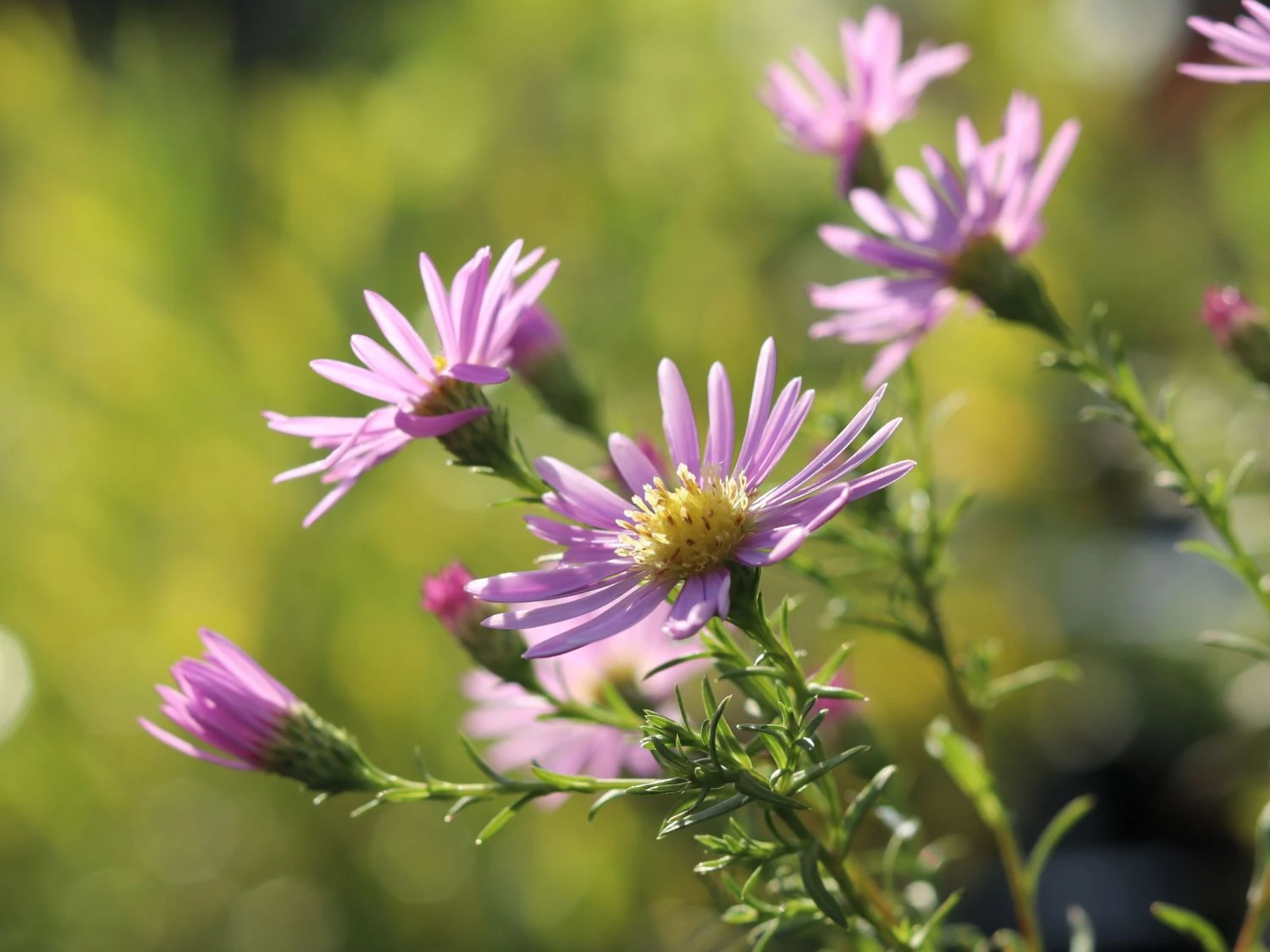 Glatte Aster 'Glow In The Dark' 12 Glatte Aster 'Glow In The Dark' – Bild 10