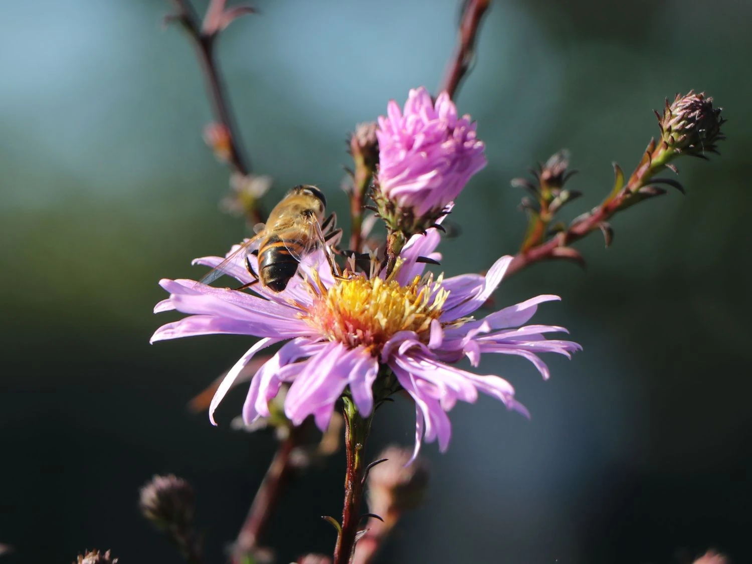 Glatte Aster 'Glow In The Dark' 5 Glatte Aster 'Glow In The Dark' – Bild 3