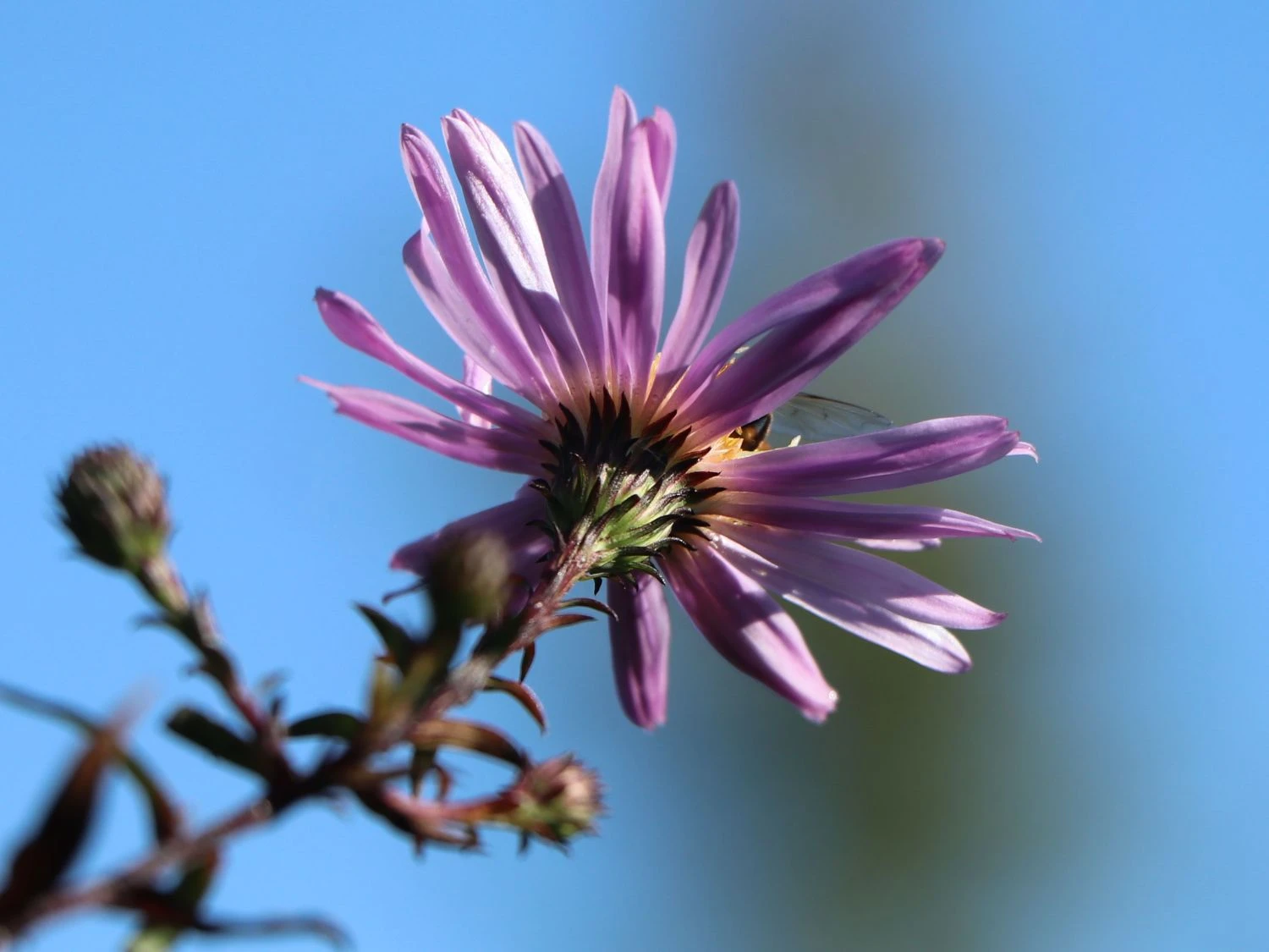 Glatte Aster 'Glow In The Dark' 14 Glatte Aster 'Glow In The Dark' – Bild 12