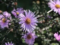 Glatte Aster 'Glow In The Dark' 21 Glatte Aster 'Glow In The Dark' -Günstiges Garten Zart Geschäft glatte aster glow in the dark m099331 w 7