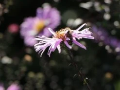 Glatte Aster 'Glow In The Dark' 23 Glatte Aster 'Glow In The Dark' -Günstiges Garten Zart Geschäft glatte aster glow in the dark m099331 w 8