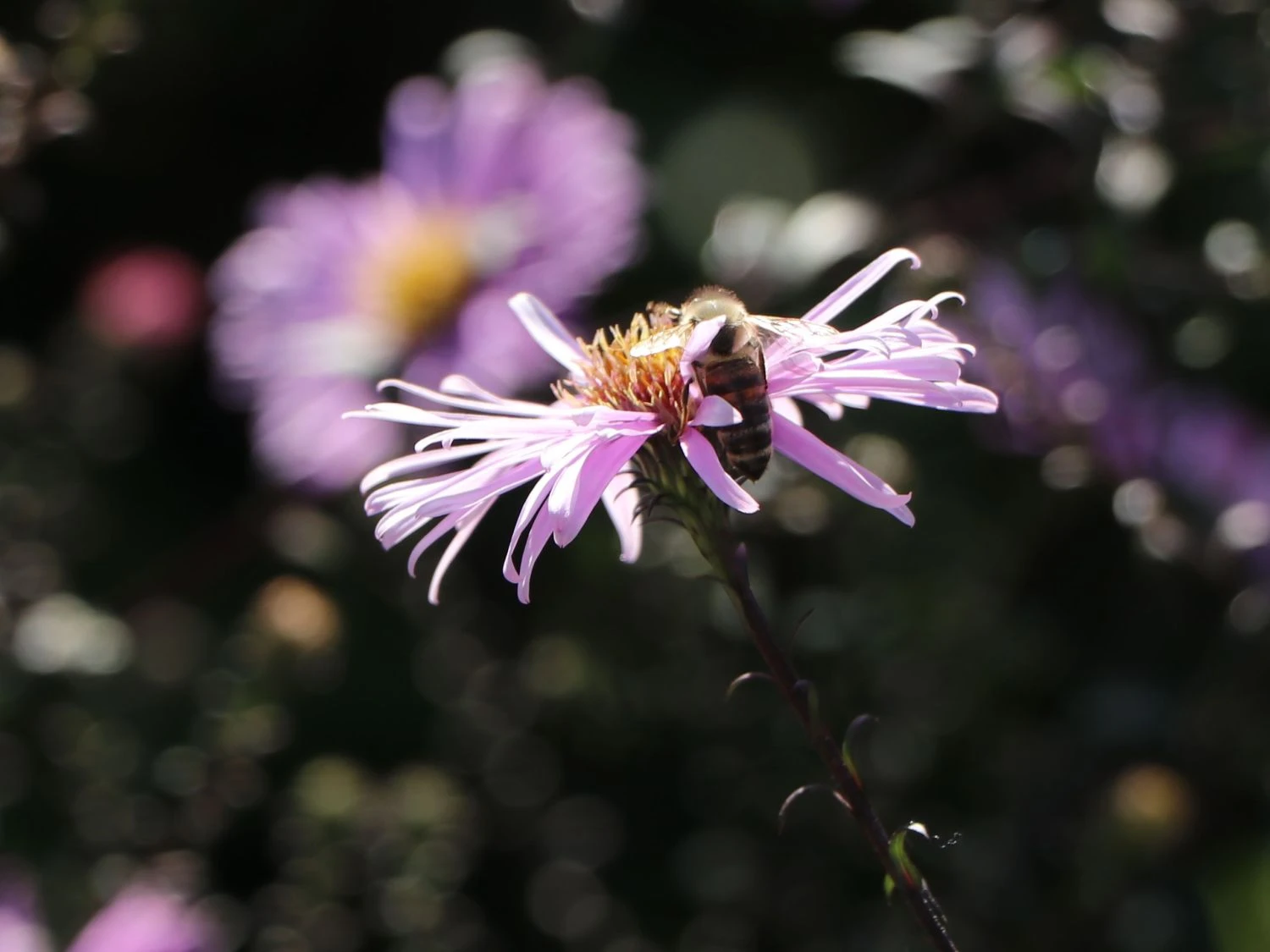 Glatte Aster 'Glow In The Dark' 11 Glatte Aster 'Glow In The Dark' – Bild 9