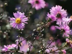 Glatte Aster 'Glow In The Dark' 20 Glatte Aster 'Glow In The Dark' -Günstiges Garten Zart Geschäft glatte aster glow in the dark m099331 w 9