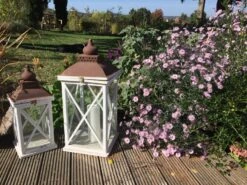 Glatte Aster 'Star Of Chesters' -Günstiges Garten Zart Geschäft glatte aster star of chesters m099329 712970 0