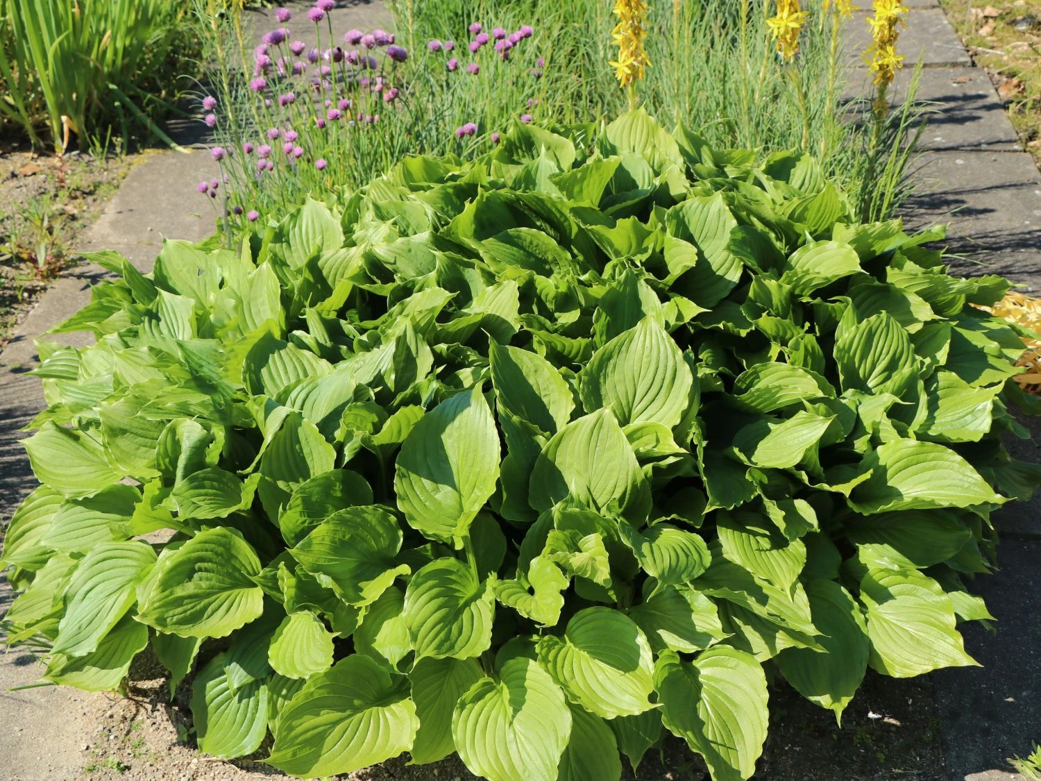 Glocken-Funkie 3 Glocken-Funkie