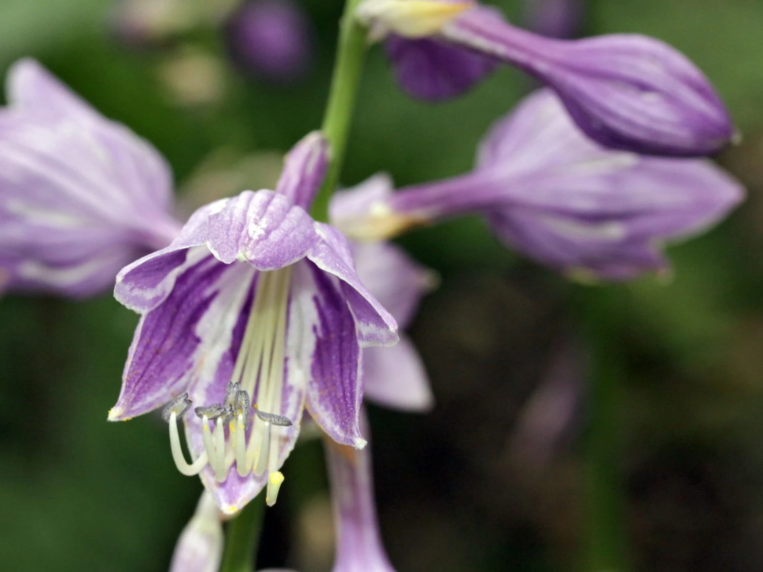 Glocken-Funkie 6 Glocken-Funkie – Bild 4