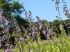 Glocken-Funkie 16 Glocken-Funkie -Günstiges Garten Zart Geschäft glocken funkie m009984 w 1