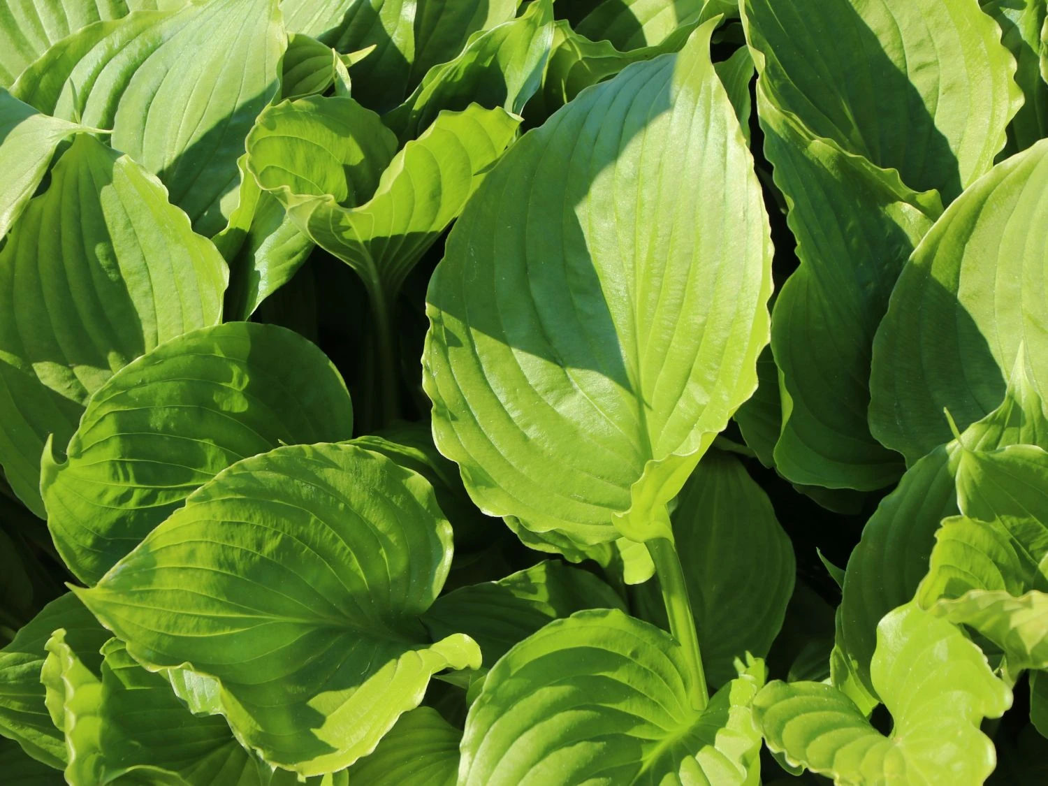 Glocken-Funkie 4 Glocken-Funkie – Bild 2