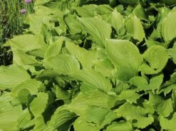 Glocken-Funkie 13 Glocken-Funkie -Günstiges Garten Zart Geschäft glocken funkie m009984 w 5