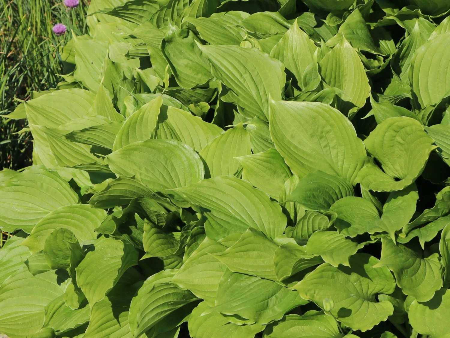 Glocken-Funkie 5 Glocken-Funkie – Bild 3