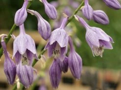 Glocken-Funkie 17 Glocken-Funkie -Günstiges Garten Zart Geschäft glocken funkie m009984 w 6