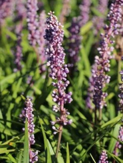 Glöckchentraube 'Moneymaker' 14 Glöckchentraube 'Moneymaker' -Günstiges Garten Zart Geschäft gloeckchentraube moneymaker m059435 w 0