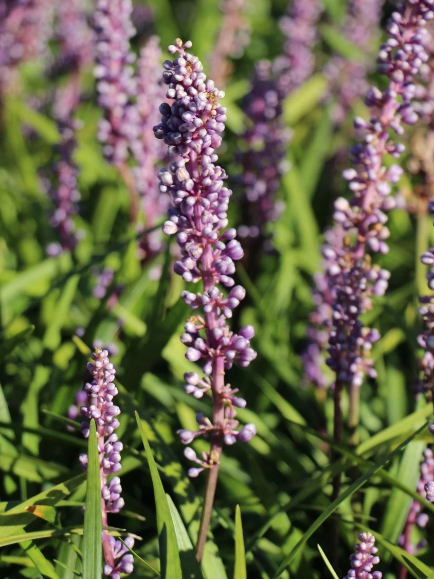 Glöckchentraube 'Moneymaker' 5 Glöckchentraube 'Moneymaker' – Bild 3