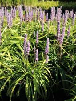 Glöckchentraube 'Moneymaker' 17 Glöckchentraube 'Moneymaker' -Günstiges Garten Zart Geschäft gloeckchentraube moneymaker m059435 w 1