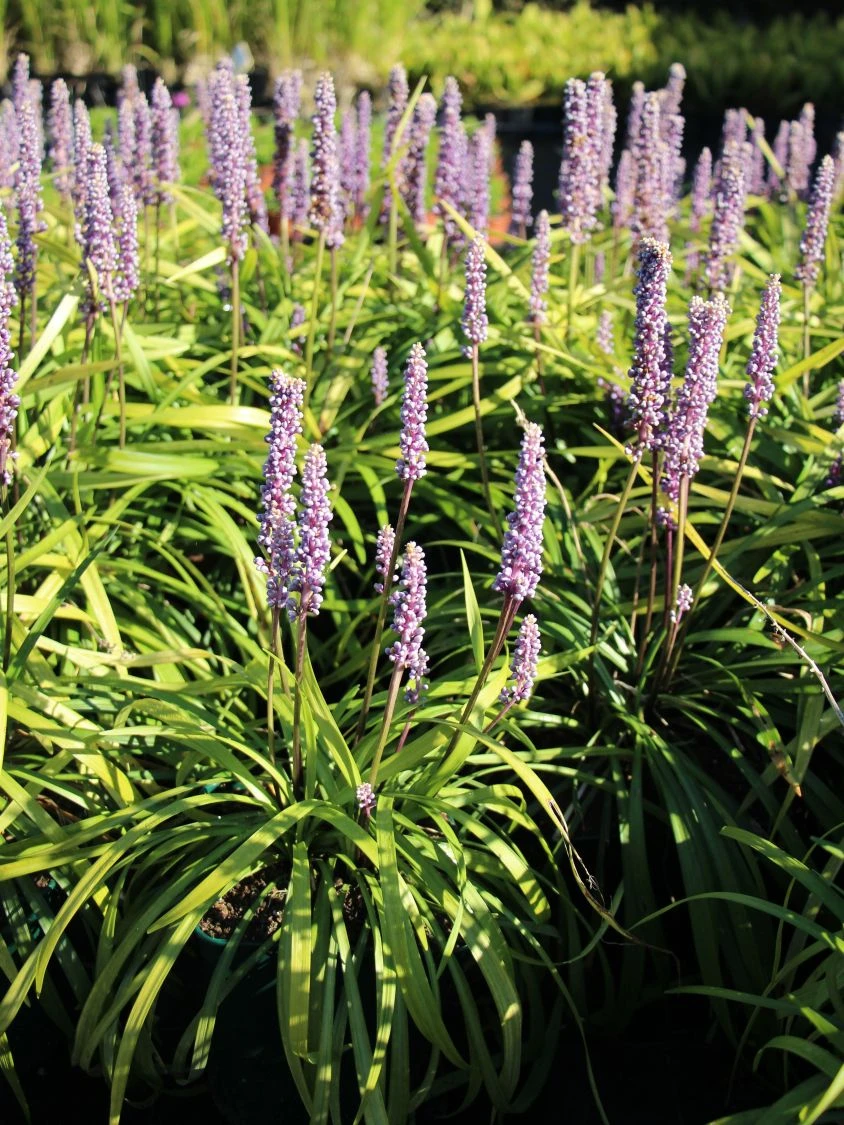 Glöckchentraube 'Moneymaker' 8 Glöckchentraube 'Moneymaker' – Bild 6