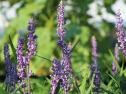 Glöckchentraube 'Moneymaker' 15 Glöckchentraube 'Moneymaker' -Günstiges Garten Zart Geschäft gloeckchentraube moneymaker m059435 w 2