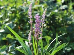 Glöckchentraube 'Moneymaker' 20 Glöckchentraube 'Moneymaker' -Günstiges Garten Zart Geschäft gloeckchentraube moneymaker m059435 w 3