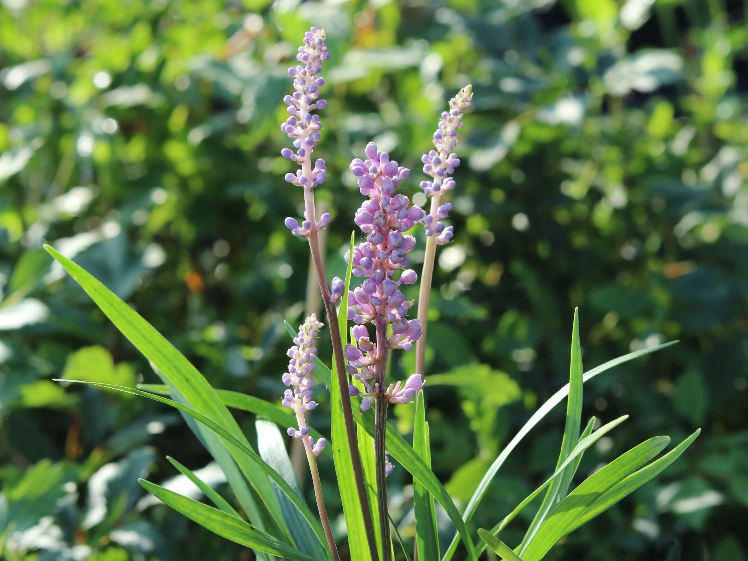 Glöckchentraube 'Moneymaker' 11 Glöckchentraube 'Moneymaker' – Bild 9