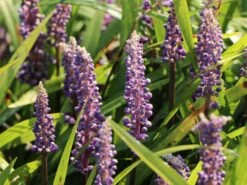 Glöckchentraube 'Moneymaker' 16 Glöckchentraube 'Moneymaker' -Günstiges Garten Zart Geschäft gloeckchentraube moneymaker m059435 w 4