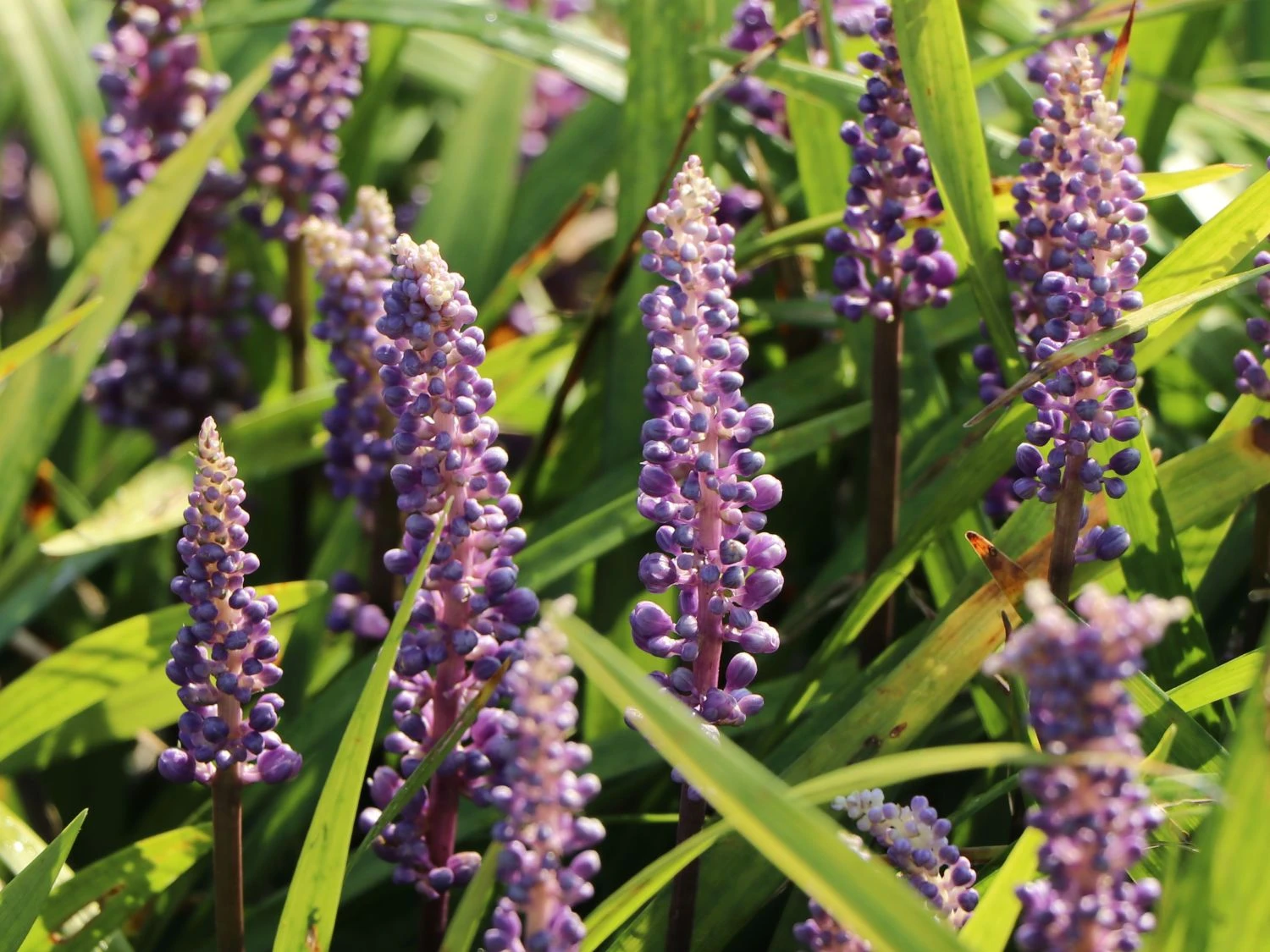 Glöckchentraube 'Moneymaker' 7 Glöckchentraube 'Moneymaker' – Bild 5