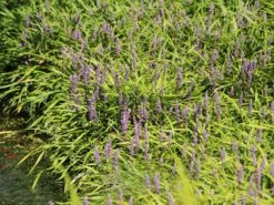 Glöckchentraube 'Moneymaker' 18 Glöckchentraube 'Moneymaker' -Günstiges Garten Zart Geschäft gloeckchentraube moneymaker m059435 w 5