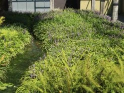 Glöckchentraube 'Moneymaker' 19 Glöckchentraube 'Moneymaker' -Günstiges Garten Zart Geschäft gloeckchentraube moneymaker m059435 w 6