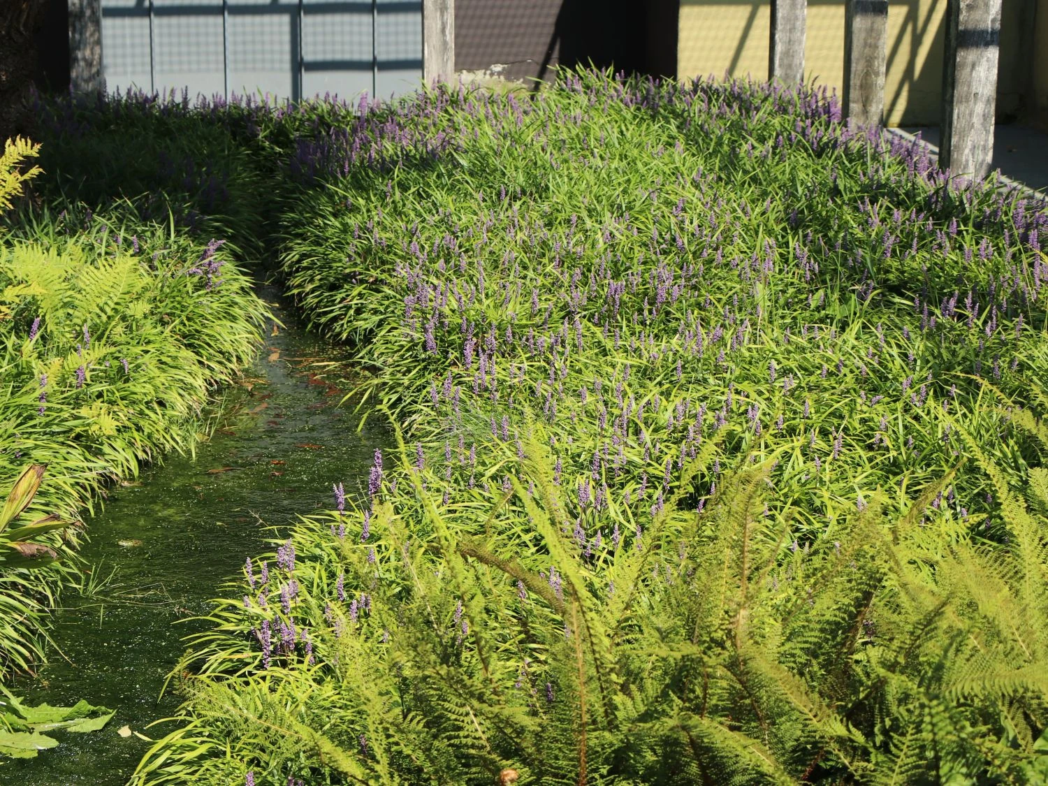 Glöckchentraube 'Moneymaker' 10 Glöckchentraube 'Moneymaker' – Bild 8