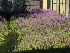 Glöckchentraube 'Moneymaker' 21 Glöckchentraube 'Moneymaker' -Günstiges Garten Zart Geschäft gloeckchentraube moneymaker m059435 w 7