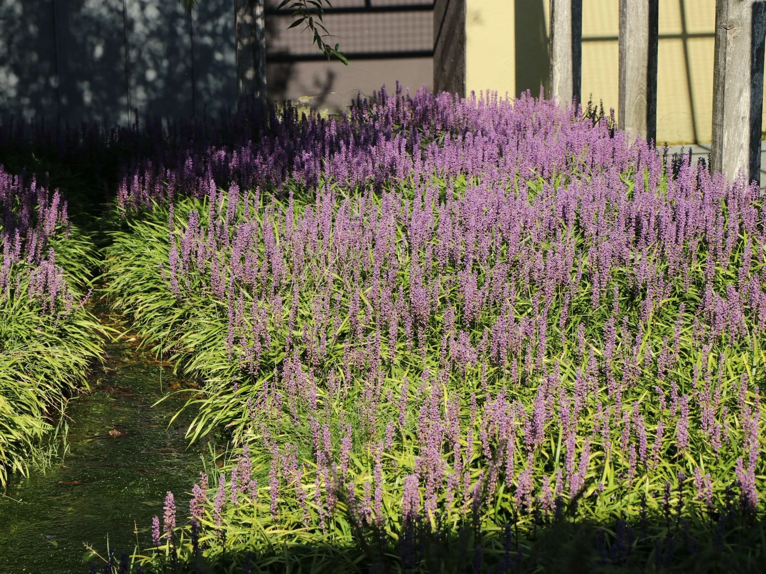 Glöckchentraube 'Moneymaker' 12 Glöckchentraube 'Moneymaker' – Bild 10