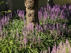 Glöckchentraube 'Moneymaker' 13 Glöckchentraube 'Moneymaker' -Günstiges Garten Zart Geschäft gloeckchentraube moneymaker m059435 w 8