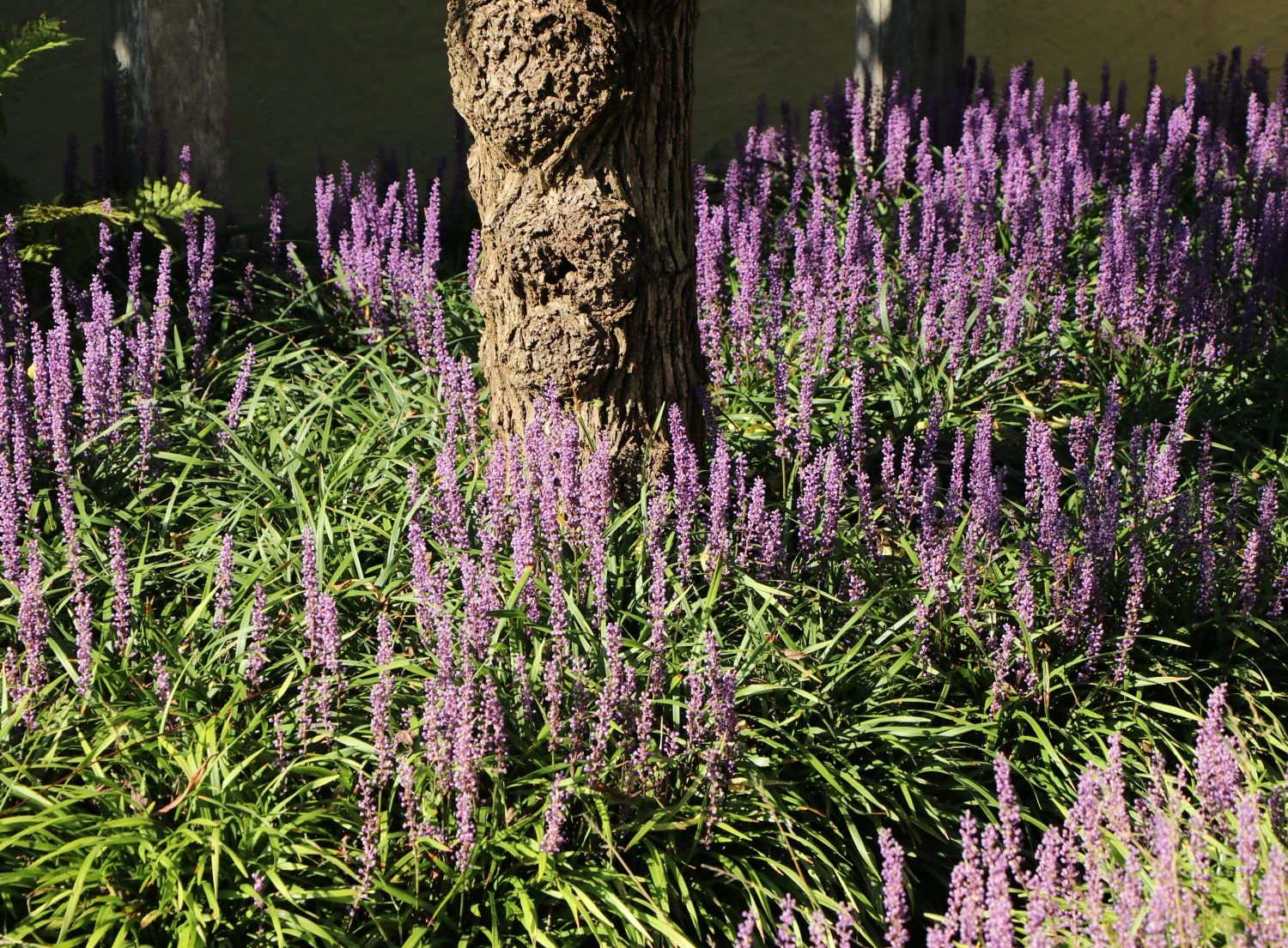 Glöckchentraube 'Moneymaker' 4 Glöckchentraube 'Moneymaker' – Bild 2