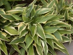 Goldrand-Funkie 'Wolverine'