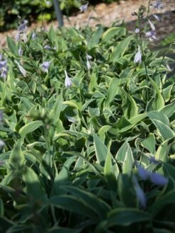 Goldrand-Funkie 'Wolverine' -Günstiges Garten Zart Geschäft goldrand funkie wolverine m081884 w 1