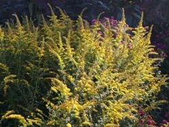 Goldrute 'Fireworks'