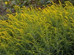 Goldrute 'Fireworks' -Günstiges Garten Zart Geschäft goldrute fireworks m060528 w 0