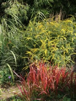 Goldrute 'Fireworks' -Günstiges Garten Zart Geschäft goldrute fireworks m060528 w 2