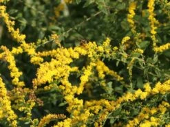 Goldrute 'Fireworks' -Günstiges Garten Zart Geschäft goldrute fireworks m060528 w 3