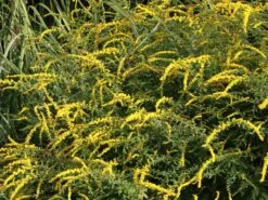 Goldrute 'Fireworks' -Günstiges Garten Zart Geschäft goldrute fireworks m060528 w 4