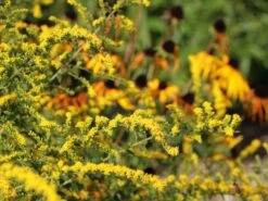 Goldrute 'Fireworks' -Günstiges Garten Zart Geschäft goldrute fireworks m060528 w 5