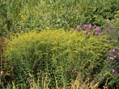 Goldrute 'Fireworks' -Günstiges Garten Zart Geschäft goldrute fireworks m060528 w 6