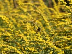 Goldrute 'Fireworks' -Günstiges Garten Zart Geschäft goldrute fireworks m060528 w 7