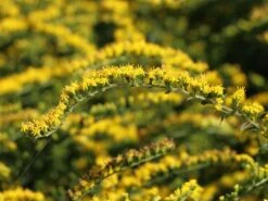 Goldrute 'Fireworks' -Günstiges Garten Zart Geschäft goldrute fireworks m060528 w 8