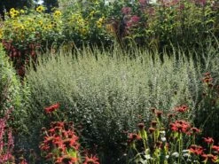 Goldrute 'Fireworks' -Günstiges Garten Zart Geschäft goldrute fireworks m060528 w 9