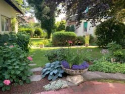 Graublaue Funkie 'Halcyon' -Günstiges Garten Zart Geschäft graublaue funkie halcyon m059087 728667 0