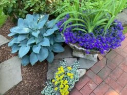 Graublaue Funkie 'Halcyon' -Günstiges Garten Zart Geschäft graublaue funkie halcyon m059087 728667 1