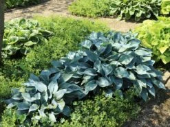 Graublaue Funkie 'Halcyon' -Günstiges Garten Zart Geschäft graublaue funkie halcyon m059087 w 0